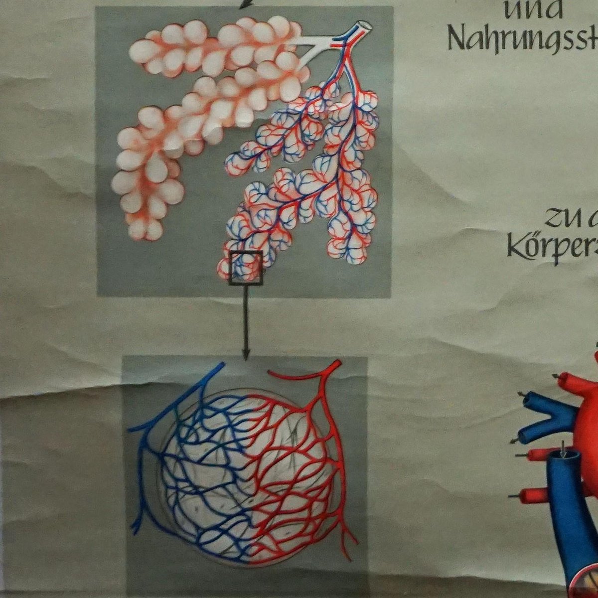 Medical Poster Rollable Wall Chart Respiration Blood Circulation