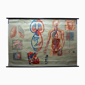 Medical Poster Rollable Wall Chart Respiration Blood Circulation-KJP-1149139