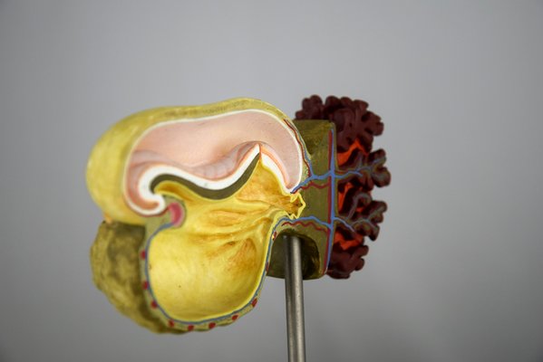 Mid-Century Anatomical Cell Division Models from Somso, Set of 12-IEI-833508