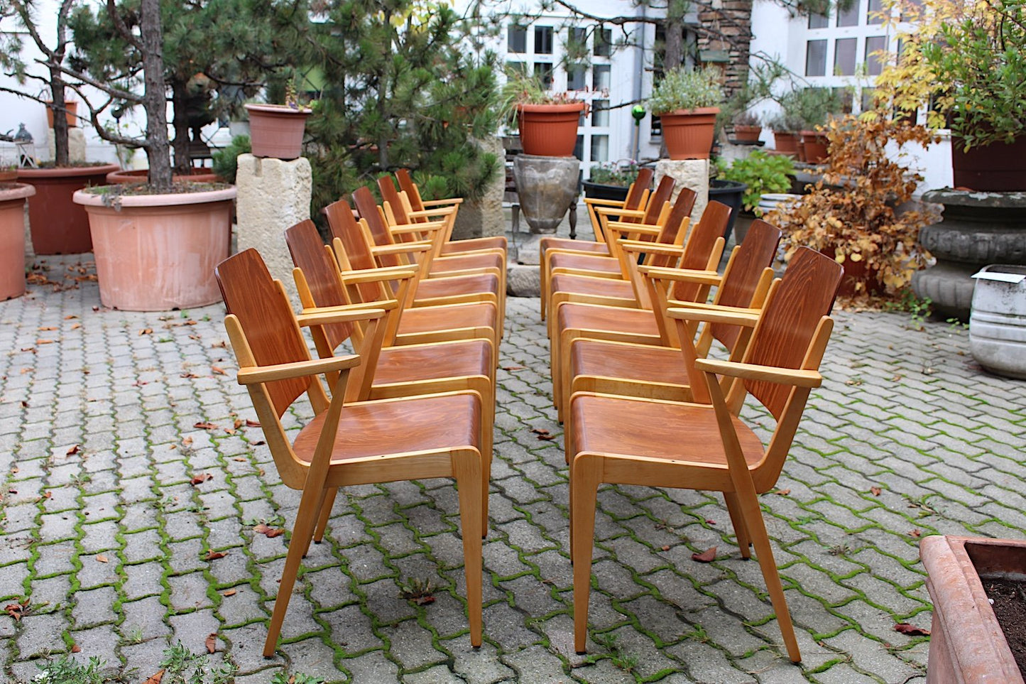 Mid-Century Austrian Stackable Armchairs by Franz Schuster, Set of 12