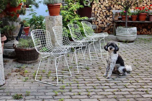 Mid-Century Modern White Chairs from Harry Bertoia, 1950s, Set of 4-NB-1071285