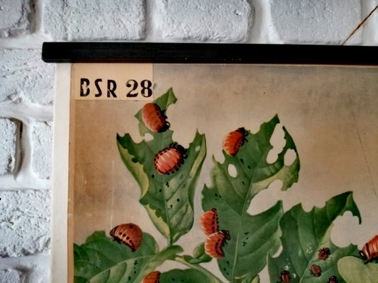 Mid-Century Poster of Potato Beetle-ALG-775438