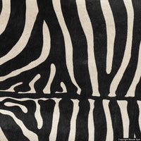 pony look zebra