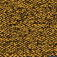 thomas 10 oro