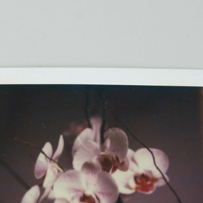 Miquel Arnal, Polaroid Photographs, Set of 2-WM-1157912