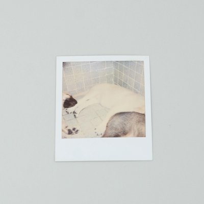 Miquel Arnal, Polaroid Photographs, Set of 2-WM-1157501