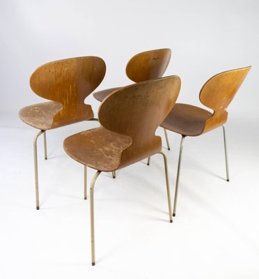 Model 3101 Ant Chairs in Light Wood by Arne Jacobsen for Fritz Hansen, 1950s, Set of 4-UY-952728