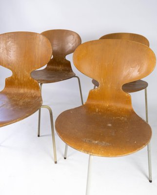 Model 3101 Ant Chairs in Light Wood by Arne Jacobsen for Fritz Hansen, 1950s, Set of 4-UY-952728