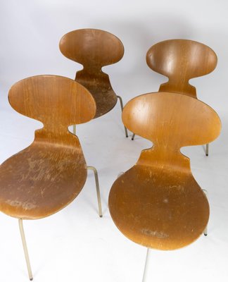 Model 3101 Ant Chairs in Light Wood by Arne Jacobsen for Fritz Hansen, 1950s, Set of 4-UY-952728