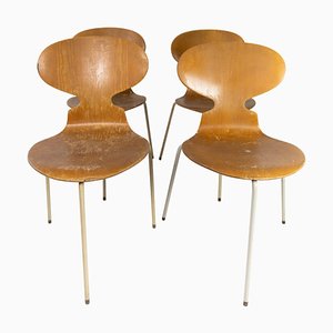 Model 3101 Ant Chairs in Light Wood by Arne Jacobsen for Fritz Hansen, 1950s, Set of 4-UY-952728