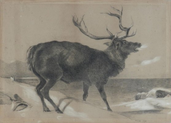 Moose Charcoal Painting by Richard Cockle Lucas, 1878-ARU-1004803