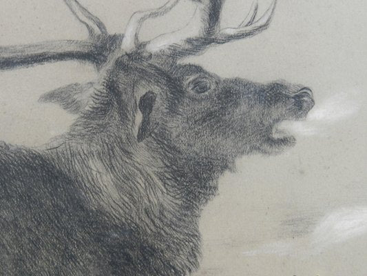 Moose Charcoal Painting by Richard Cockle Lucas, 1878-ARU-1004803