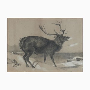 Moose Charcoal Painting by Richard Cockle Lucas, 1878-ARU-1004803