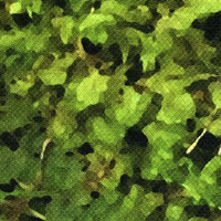 Cactus (A9147)
