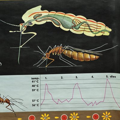 Naturalistic Mosquito Midges Insect Wall Chart Art Print by Jung Koch Quentell-KJP-1251115