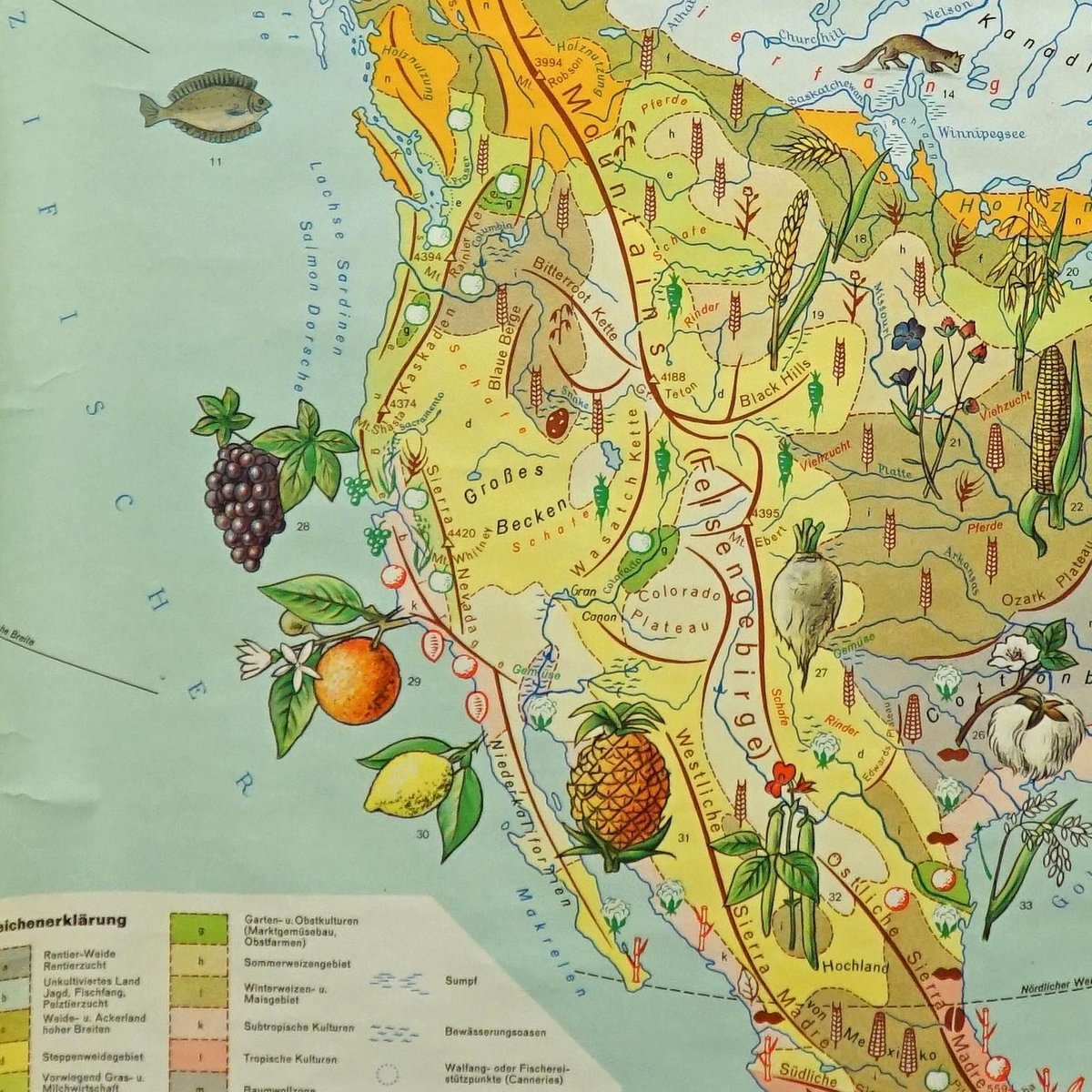 North America Land Use and Livestock Picture Map, 1970s