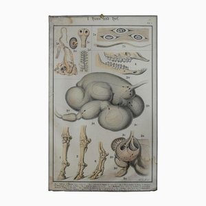 Old Home and Garden Anatomical Farm Animal Wall Chart Print-KJP-1149322