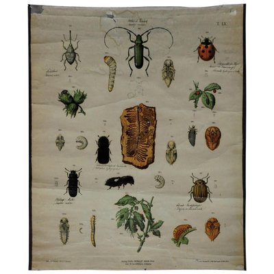 Old Vintage Beetles Insects Overview Wall Chart Poster-KJP-1149331