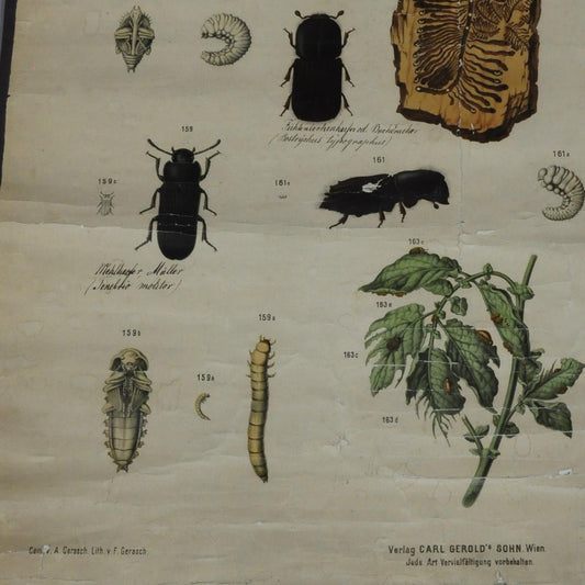 Old Vintage Beetles Insects Overview Wall Chart Poster