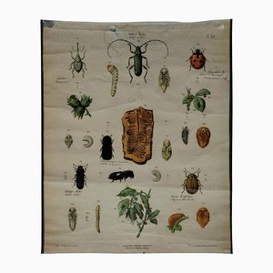 Old Vintage Beetles Insects Overview Wall Chart Poster-KJP-1149331