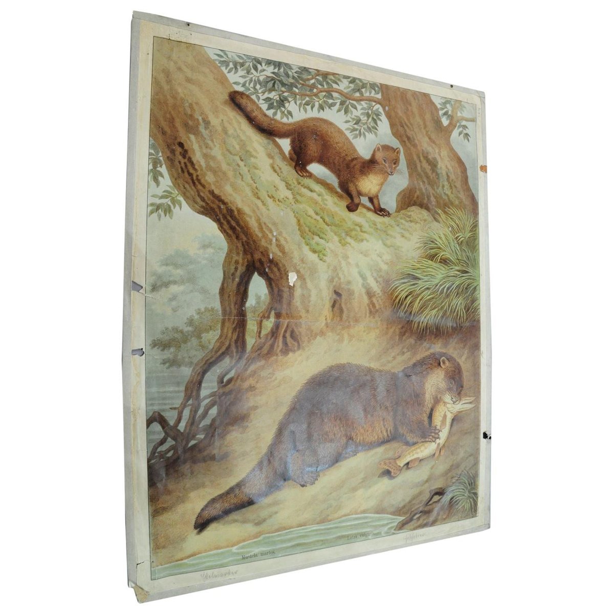 Old Vintage Country Style Weasel Otter Poster Print Wall Chart