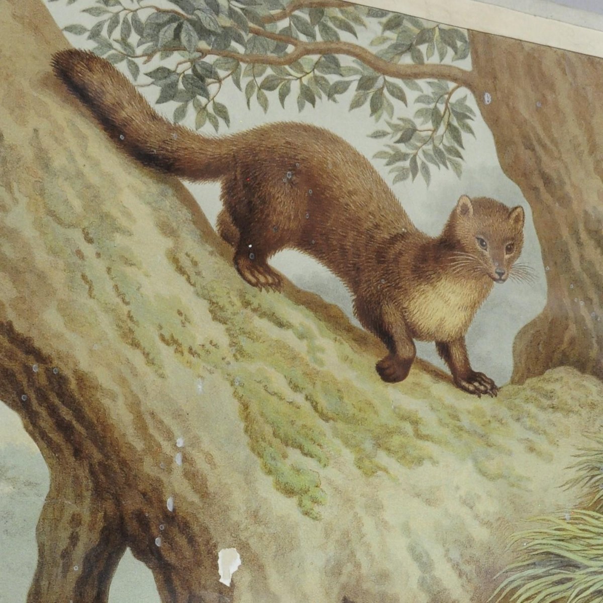 Old Vintage Country Style Weasel Otter Poster Print Wall Chart