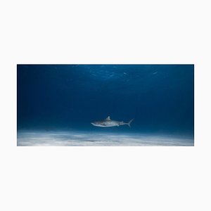 Olivier Borde, Tiger Sharks, Fine Art Print, 2016-OBQ-1431365