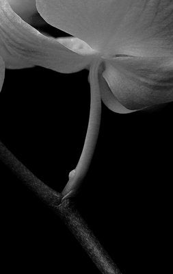 Orchid, 1991, Archival Pigment Print-OBQ-951685