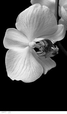 Orchid, 1991, Archival Pigment Print-OBQ-951685