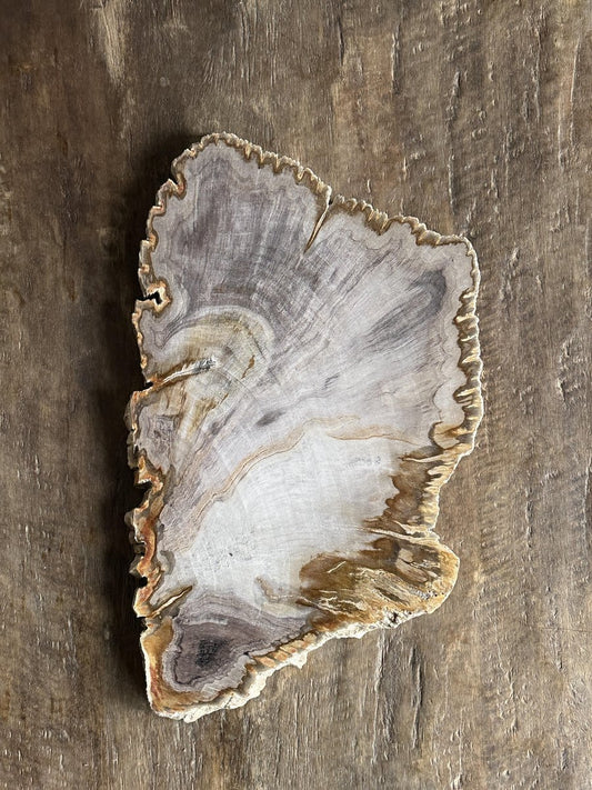 Organic Petrified Dish