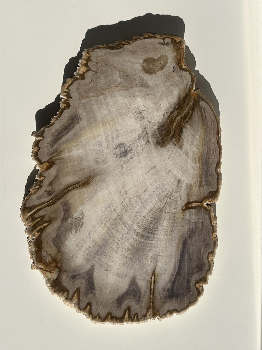 Organic Petrified Dish Tiga