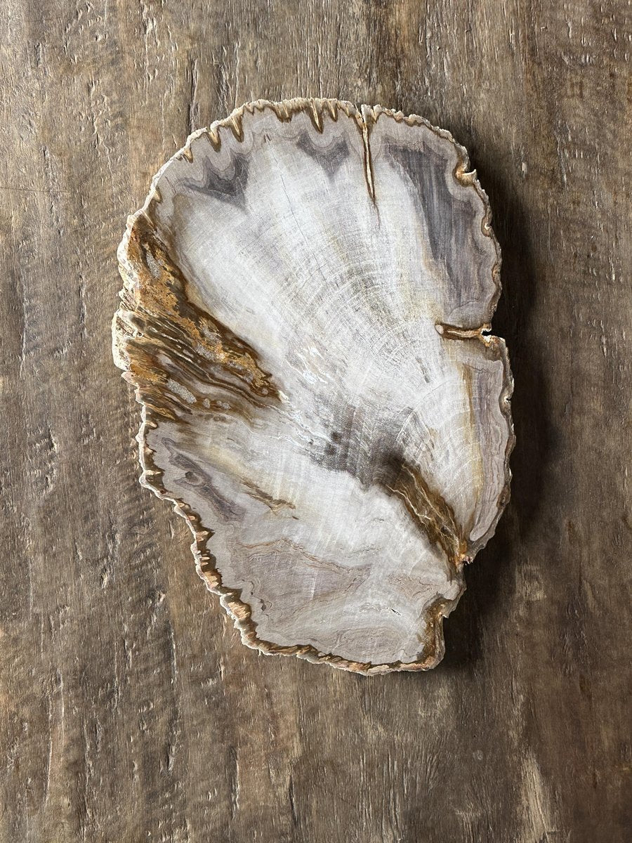 Organic Petrified Dish Tiga