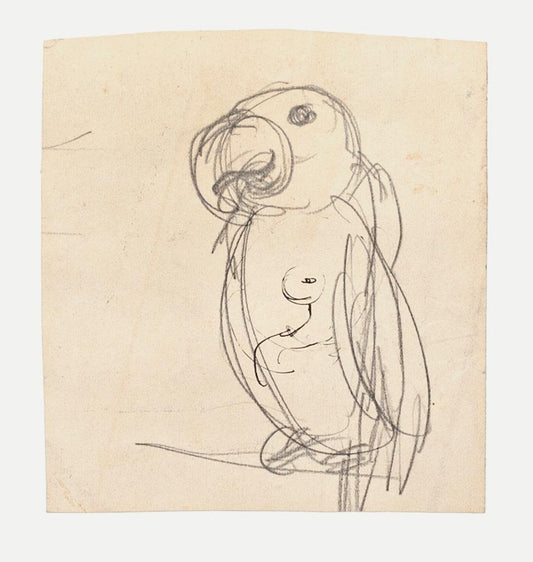 Parrot - Original Pencil on Paper by G. Galantara - Late 19th Century Late 19th Century