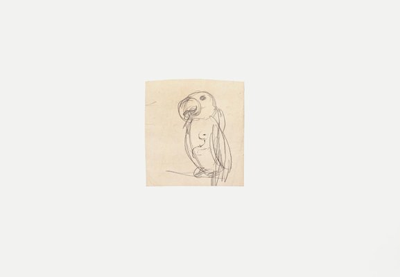 Parrot - Original Pencil on Paper by G. Galantara - Late 19th Century Late 19th Century-ZCI-779341