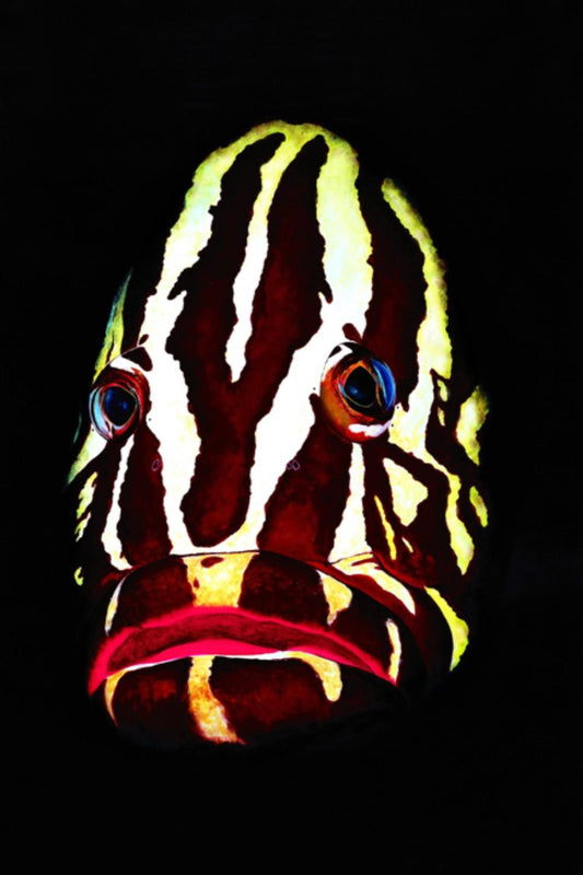 Patrick Chevailler, #518 Nassau Grouper, 2010