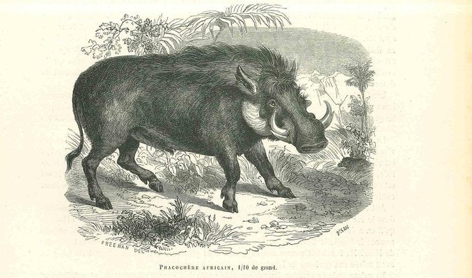 Paul Gervais, African Warthog, Lithograph, 1854-ZCI-1758917