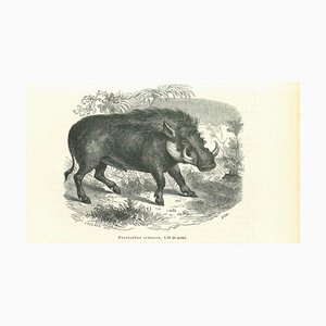 Paul Gervais, African Warthog, Lithograph, 1854-ZCI-1758917