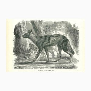 Paul Gervais, African Wild Dog, 1854, Lithograph-ZCI-1165534