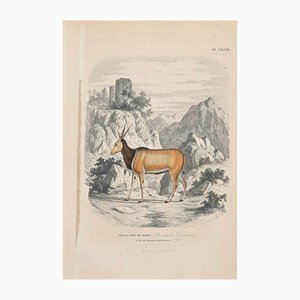 Paul Gervais, Borselo De Derby, Original Lithograph, 1854-ZCI-1164524