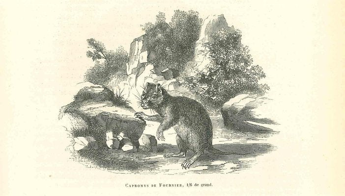 Paul Gervais, Capromys, 1854, Lithograph-ZCI-1165459