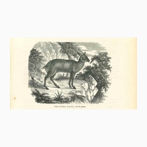 Paul Gervais, Cerf Gueul, 1854, Lithograph-ZCI-1165499