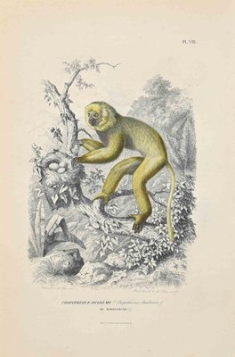 Paul Gervais, Diademed Sifaka, Original Lithograph, 1854-ZCI-1163521