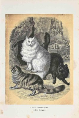 Paul Gervais, Domestic Cats, Original Lithograph, 1854-ZCI-2029598