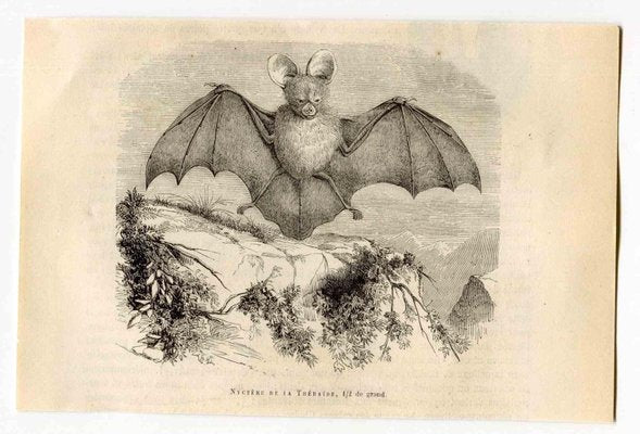 Paul Gervais, Egyptian Slit-Faced Bat, Lithograph, 1854-ZCI-2025020