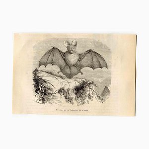 Paul Gervais, Egyptian Slit-Faced Bat, Lithograph, 1854-ZCI-2025020