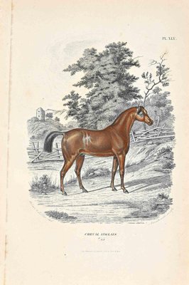 Paul Gervais, English Horse, Original Lithograph, 1854-ZCI-1163559