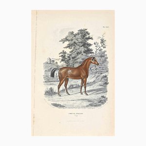 Paul Gervais, English Horse, Original Lithograph, 1854-ZCI-1163559