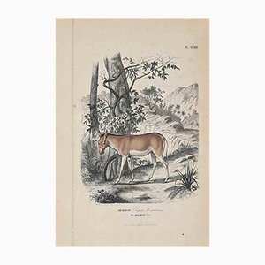 Paul Gervais, Equus Hemionus, Original Lithograph, 1854-ZCI-1165745