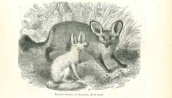 Paul Gervais, Fennec Fox, 1854, Lithograph-ZCI-1165366