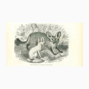 Paul Gervais, Fennec Fox, 1854, Lithograph-ZCI-1165366